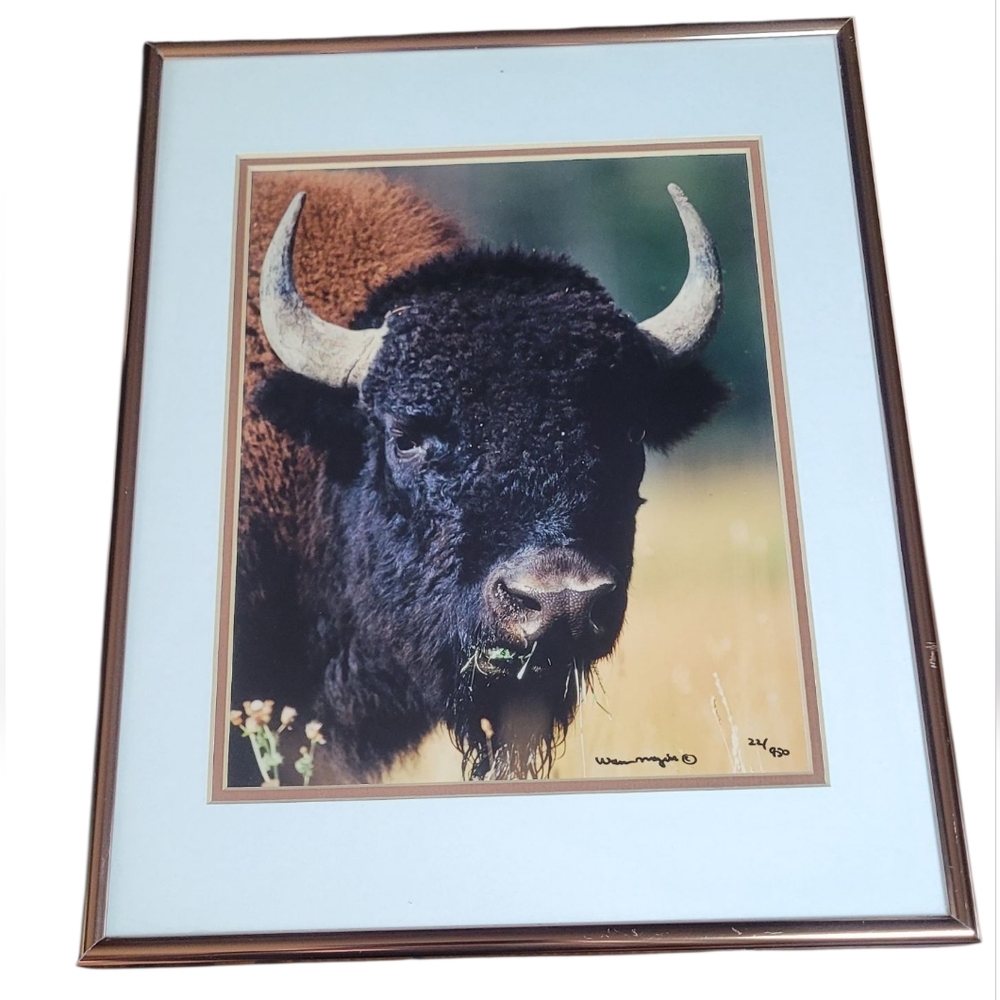 Warren Magill Bison Photo Yellowstone National Park